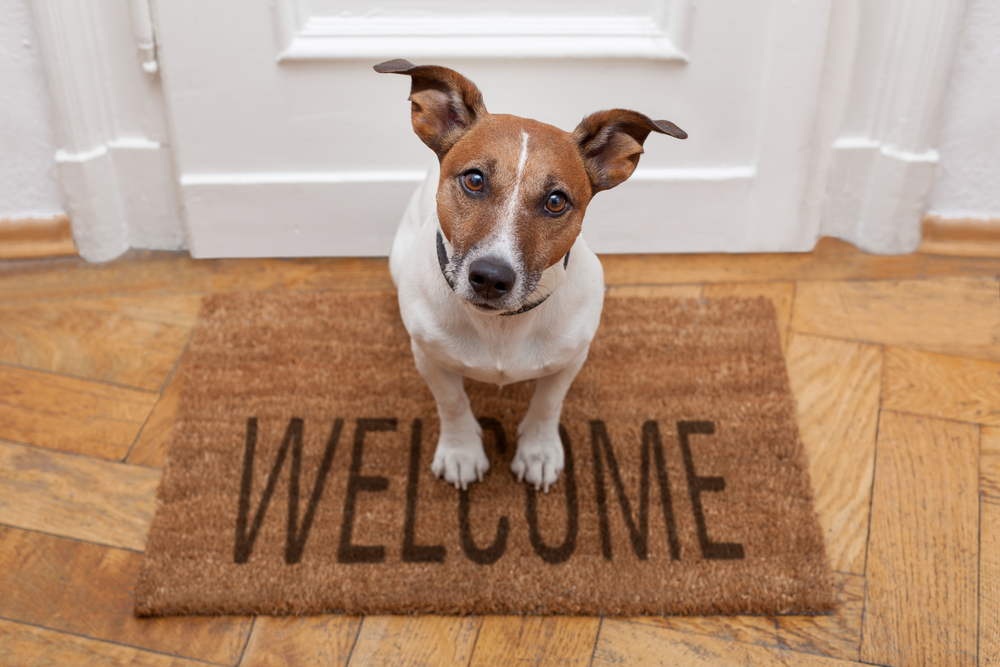 dog on welcome mat, pet friendly home additions