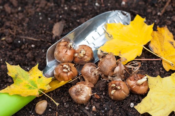 bulbs in soil